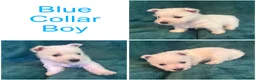 West Highland Terrier dogs for sale: 7 Wonderful Westie Pups - Advert 6