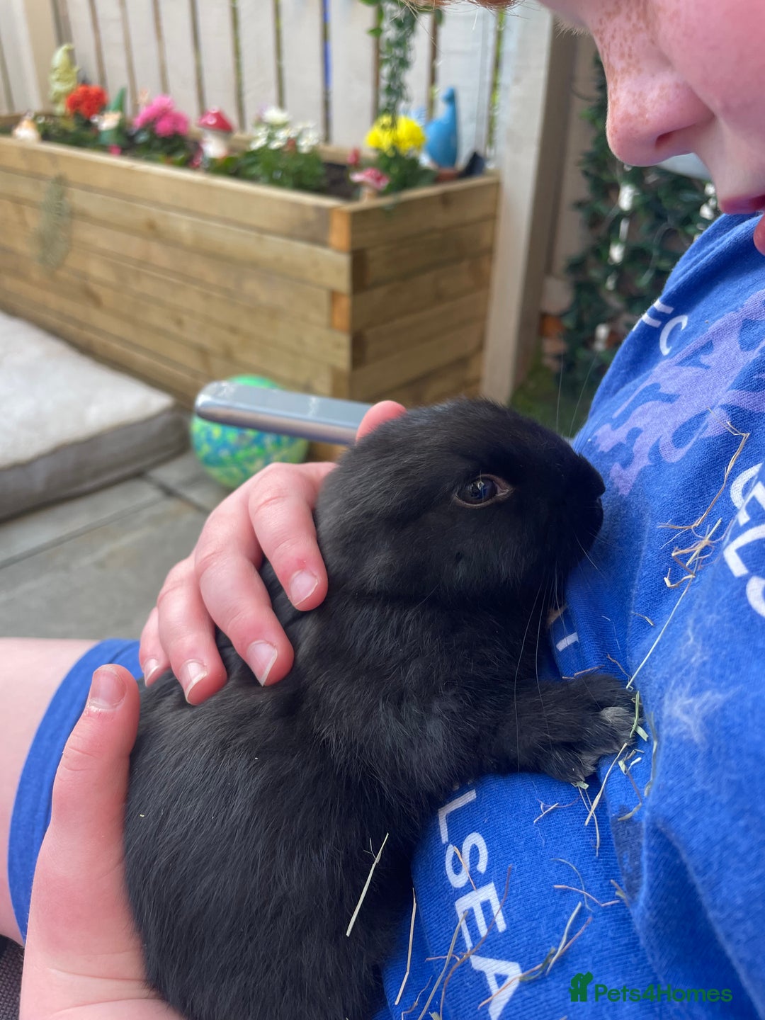 Dutch rabbits for sale: FREE 2 Female Dutch rabbits 15 weeks old - Image 7