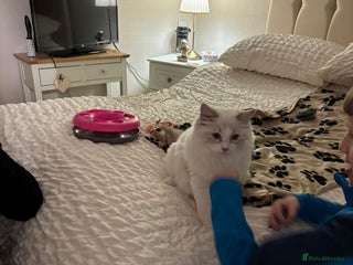 Ragdoll cats Pure breed Ragdoll - Advert 1