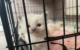 Ragdoll cats for sale: ⭐️champion blood line Ragdolls  in Merthyr Tydfil - Image 3