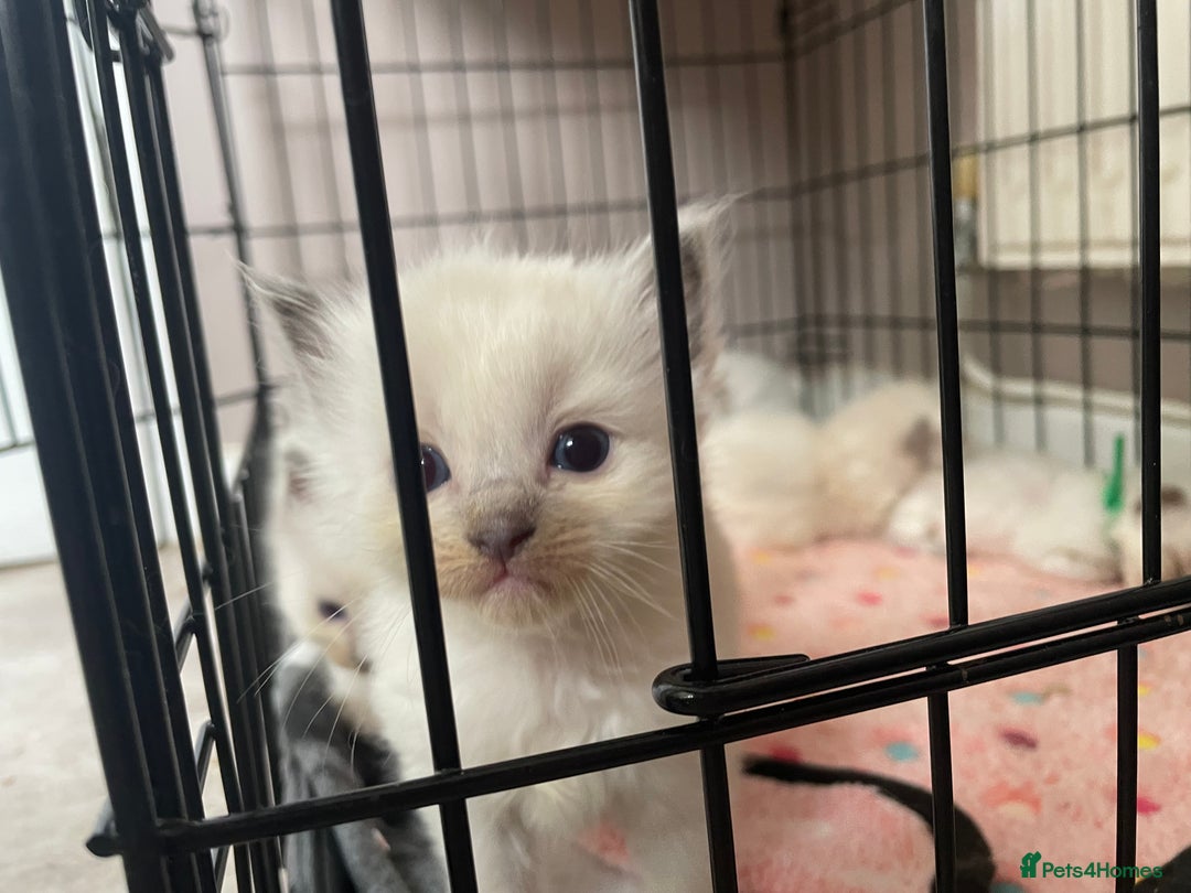 Ragdoll cats for sale: ⭐️champion blood line Ragdolls  in Merthyr Tydfil - Image 3