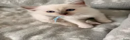 Ragdoll cats for sale: 🩵 GCCF Rare Lilac Male Ragdoll Kittens  - Advert 5