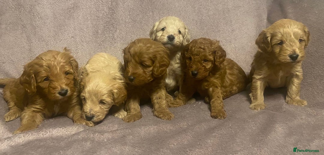 Cavapoochon dogs for sale: 6 Gorgeous Cavapoochon Puppies  - Image 7
