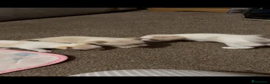 Chihuahua 2
