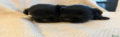 Miniature Schnauzer Puppy 3