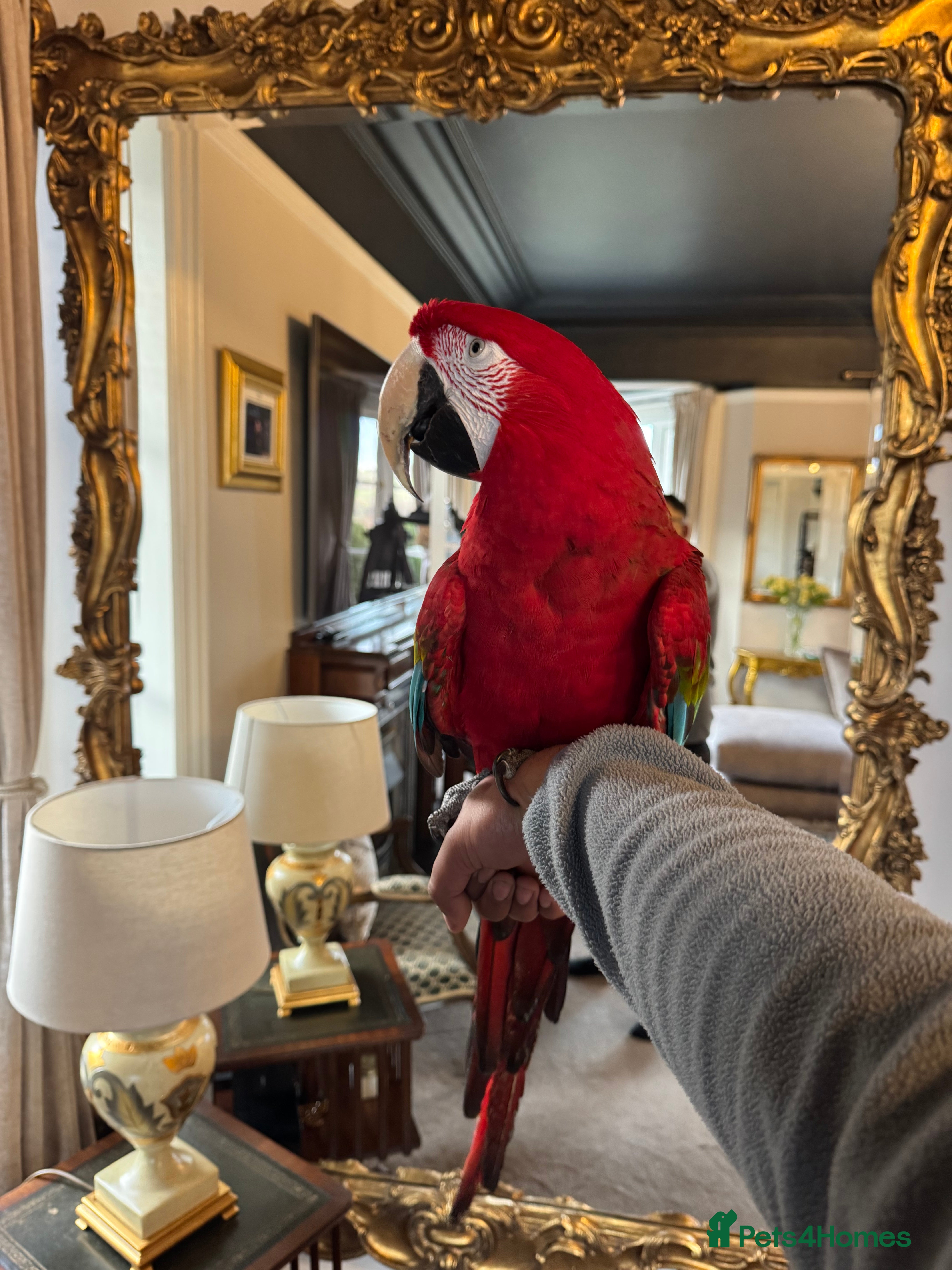 Macaws birds Tame&Talking Greenwing Macaw - Advert 1