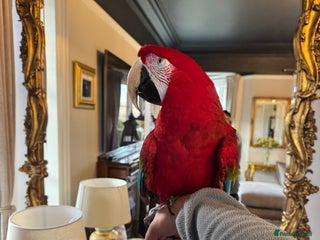 Macaws birds Tame&Talking Greenwing Macaw - Advert 1