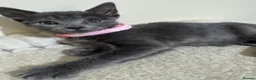 Russian Blue cats for sale: Russian Blue kittens - Advert 4