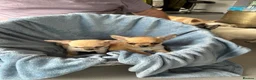 Chihuahua dogs for sale: 4 smooth coat apple head Chihuahua puppies - Advert 10