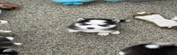 Pomsky dogs for sale: F3 Pomsky Puppies - all blue eyed  - Advert 34