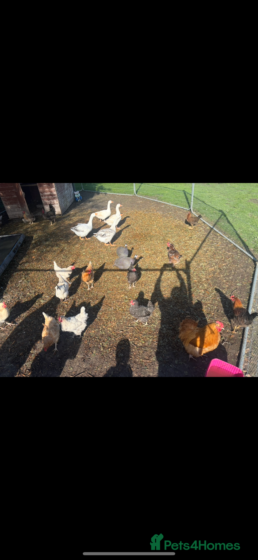 Chickens poultry for sale: Poultry for sale  - Advert 1