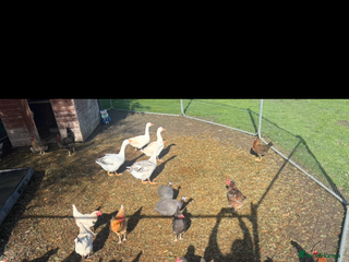 Chickens poultry Poultry for sale - Advert 1