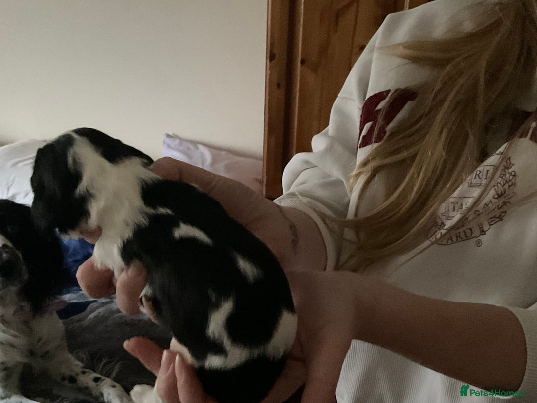 English Springer Spaniel dogs for sale: ESS RKC reg pups - Advert 9