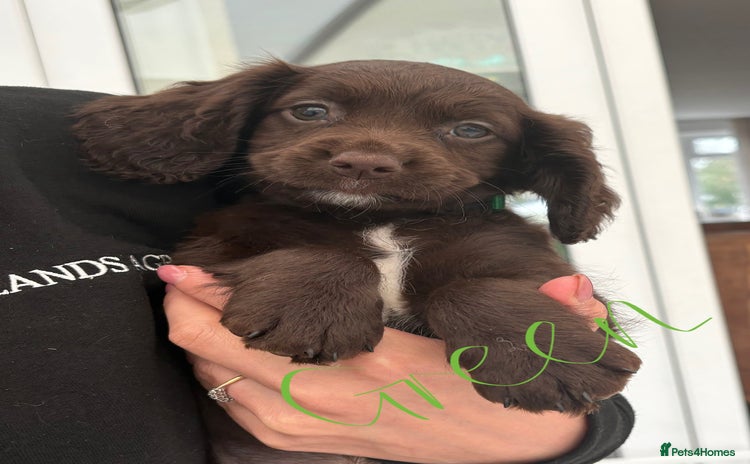Sprocker dogs - Advert 8