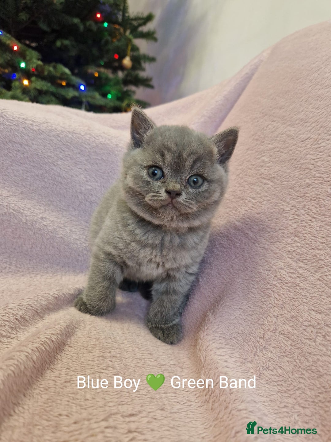 British Shorthair cats for sale: All Reserved Now. - Advert 13