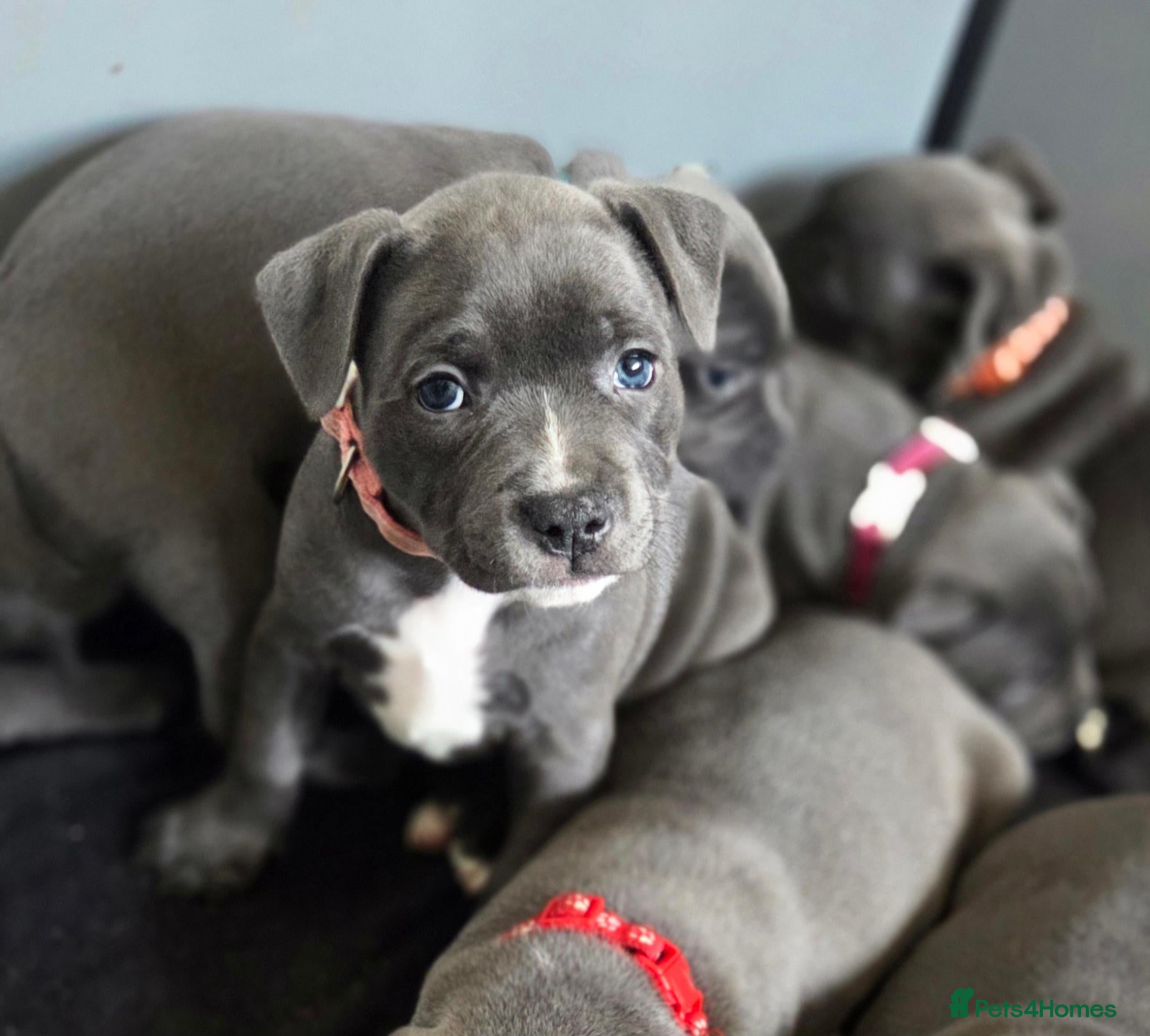 Staffordshire Bull Terrier dogs KC Blue Staffordshire Bull Terrier Puppies - Advert 5