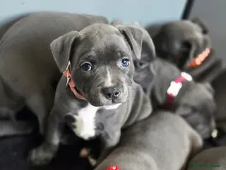 Staffordshire Bull Terrier dogs KC Blue Staffordshire Bull Terrier Puppies - Advert 5