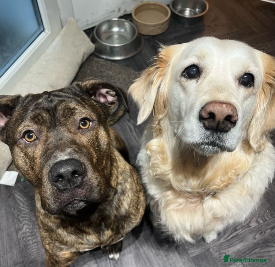 Mixed Breed dogs presa x cane corso  - Advert 1