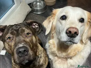 Mixed Breed dogs presa x cane corso - Advert 1