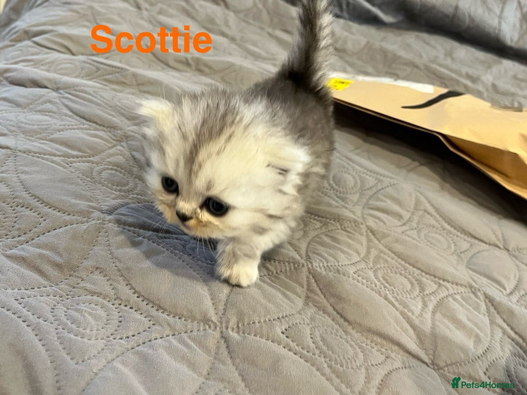 Persian cats for sale: Gorgeous litter of 6 PKD Negative Persian kittens - Image 6