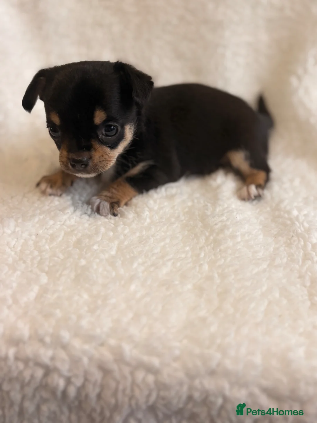 Chihuahua dogs for sale: Chihuahua Puppies - Advert 1