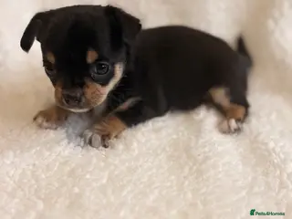 Chihuahua dogs Chihuahua Puppies - Advert 2