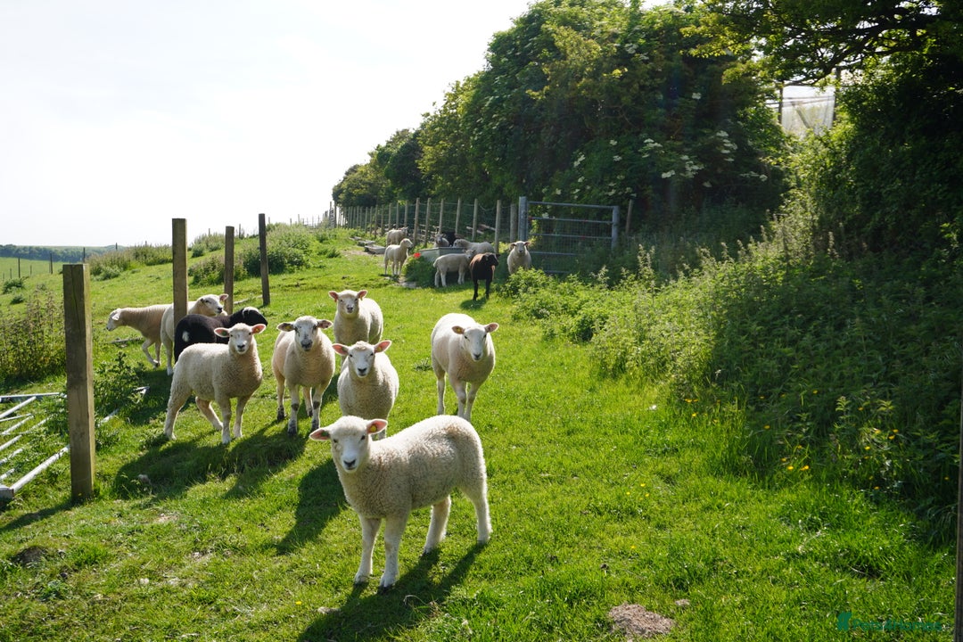 Sheep livestock for sale: Friendly pet lambs for sale - Image 2