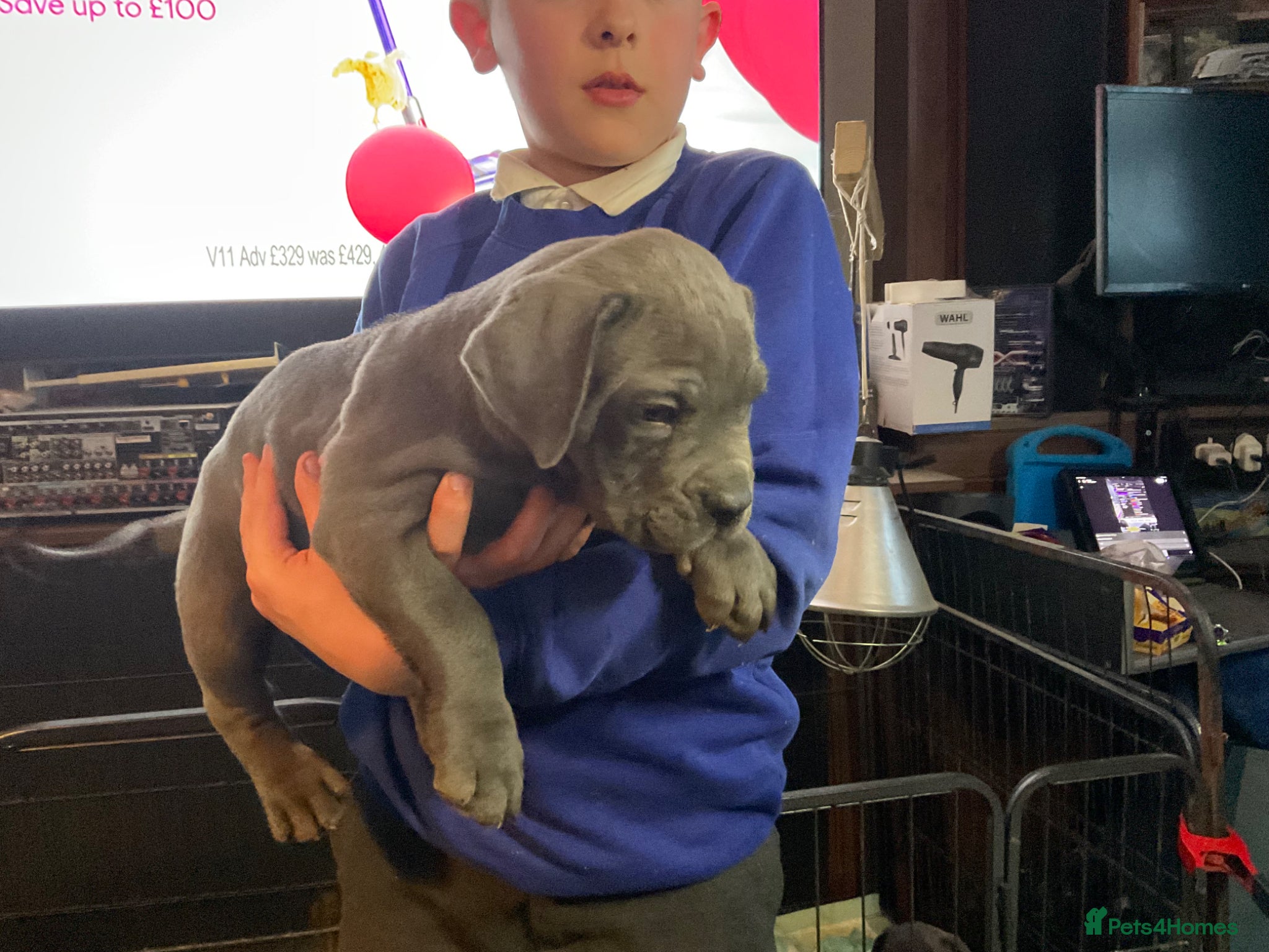 Cane Corso dogs Stunning pure cane corso puppies  - Advert 9