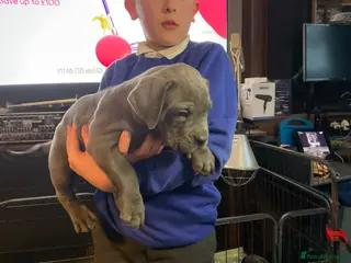 Cane Corso dogs Stunning pure cane corso puppies - Advert 9