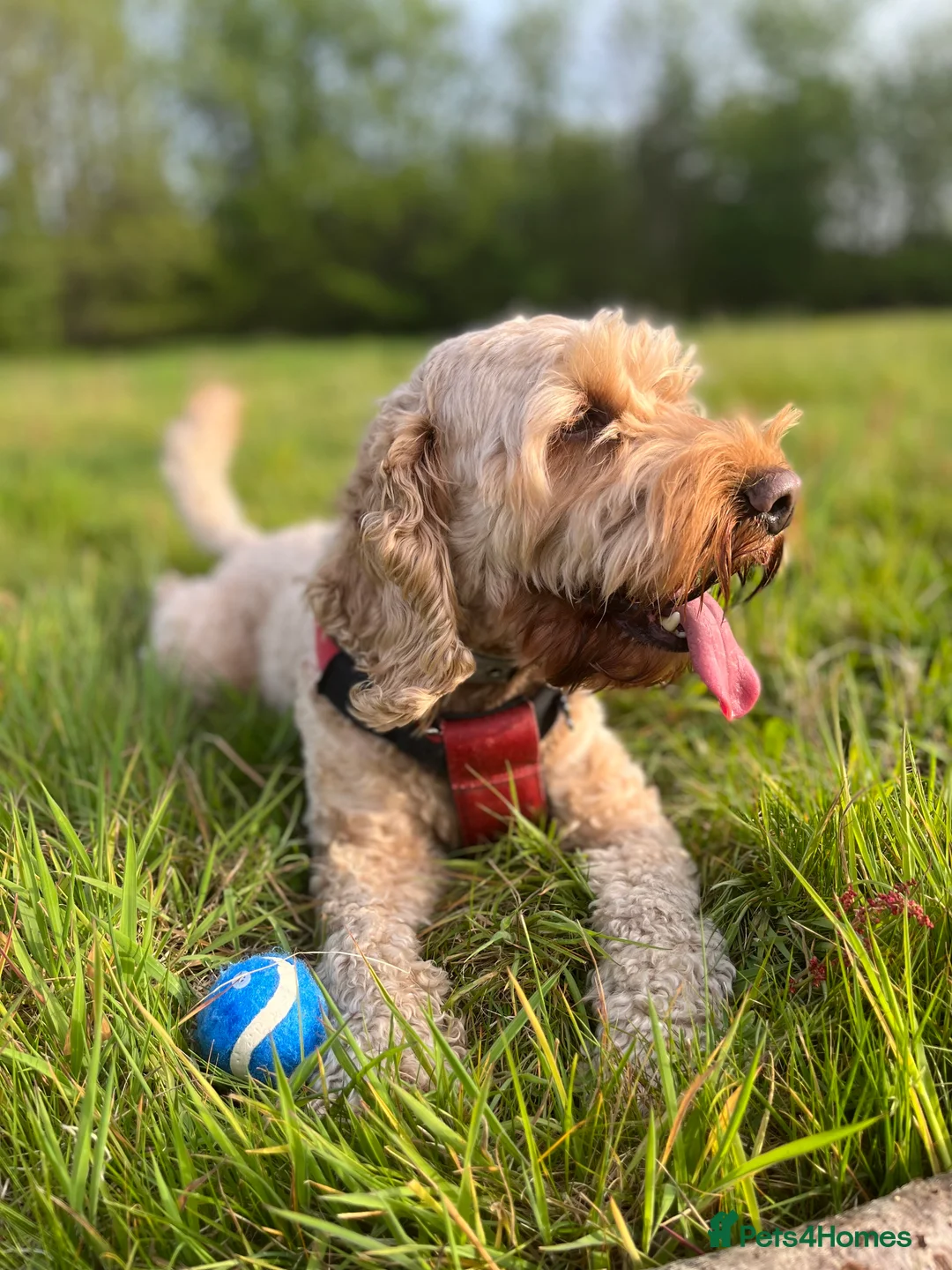 Cockapoo dogs for stud: Cockapoo Stud Dog (PROVEN) in Maidstone - Advert 6
