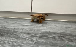 Mixed Breed dogs for sale: 2 male puppies  - Image 3