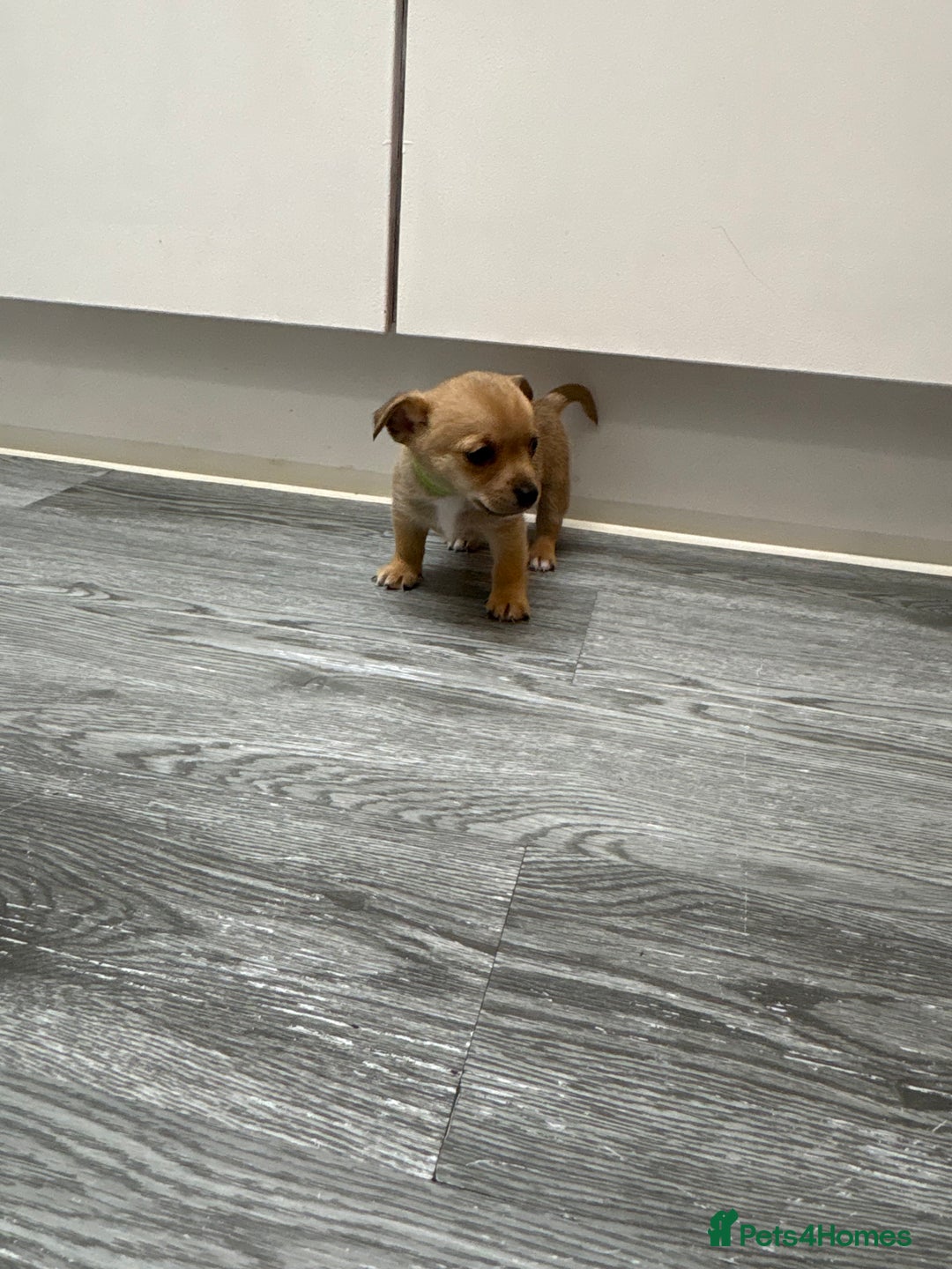 Mixed Breed dogs for sale: 2 male puppies  - Image 3