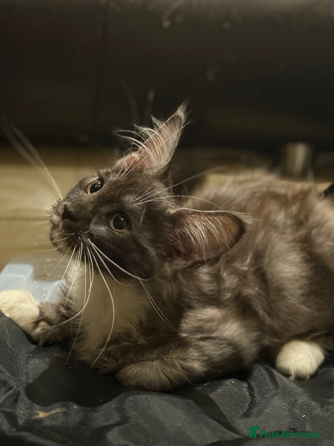 Maine Coon cats for sale: TICA registered kittens - Advert 3