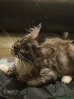 Maine Coon cats - Advert 3
