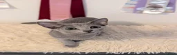 Russian Blue cats for sale: Stunning Full Pedigree Russian Blue  - Advert 3