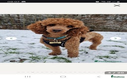 Cockapoo dogs for sale: READY NOW: 2x F1b curly red cockapoo boys - Image 10