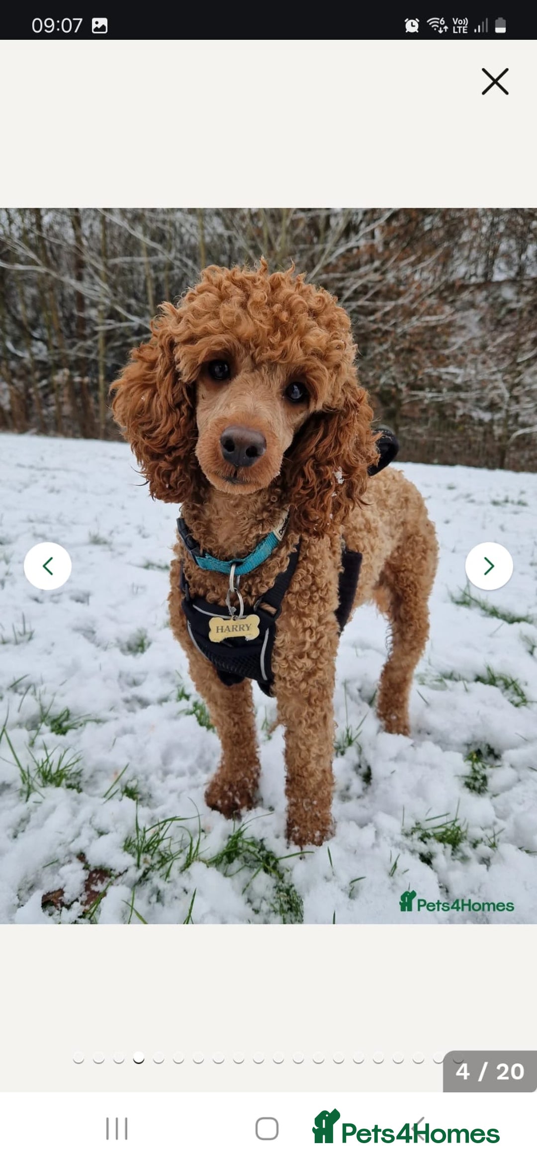 Cockapoo dogs for sale: READY NOW: 2x F1b curly red cockapoo boys - Image 10