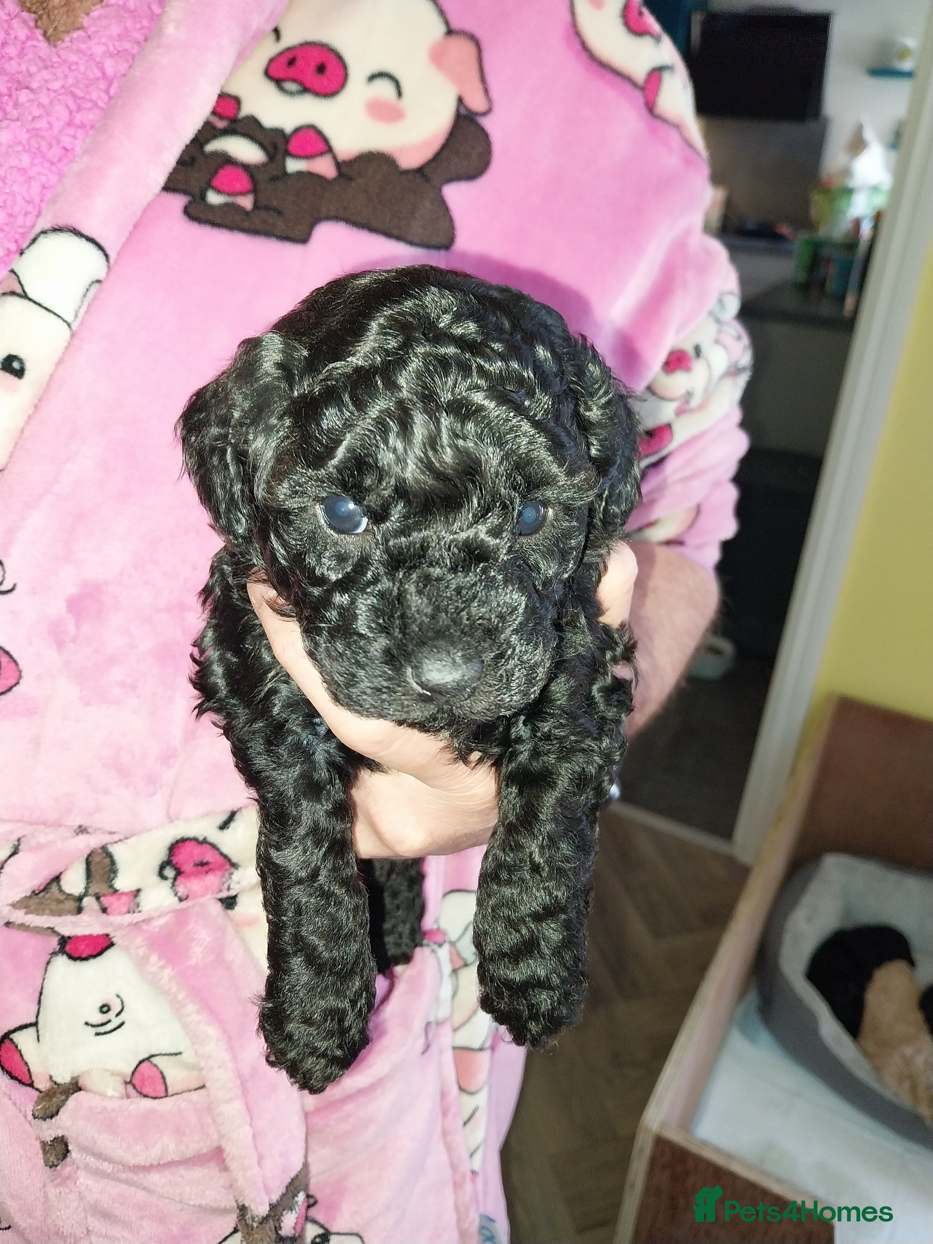 Poochon dogs Gorgeous mini Poochons , born on December 25th !!  - Advert 2