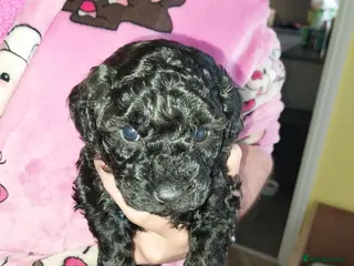 Poochon dogs Gorgeous mini Poochons , born on December 25th !! - Advert 3