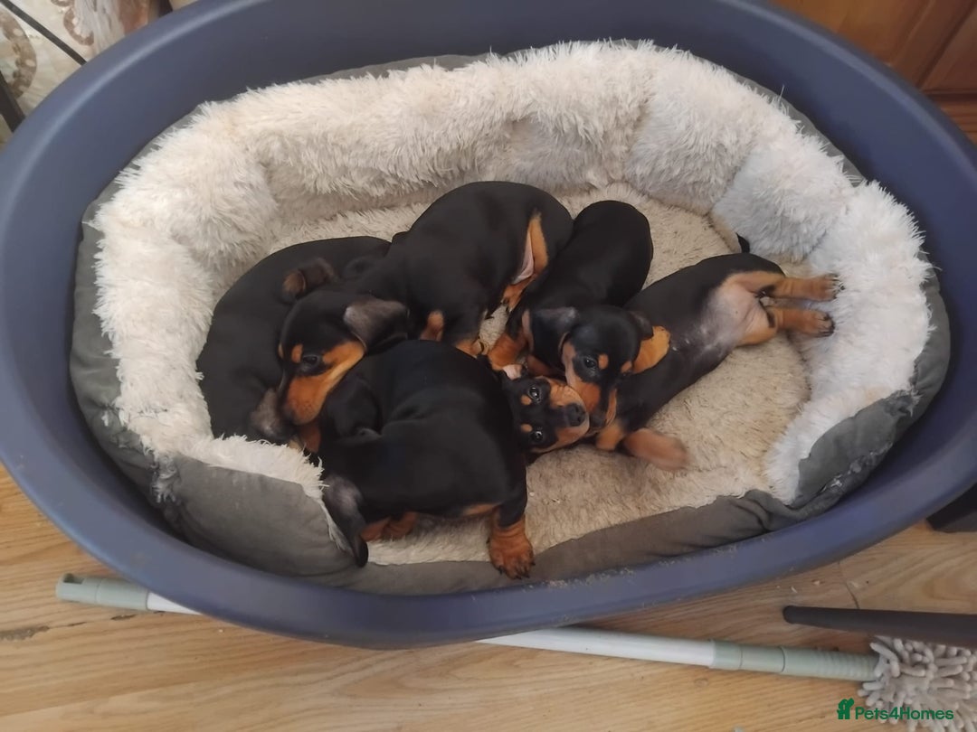 Dachshund dogs for sale: Dachshund puppies - Advert 10