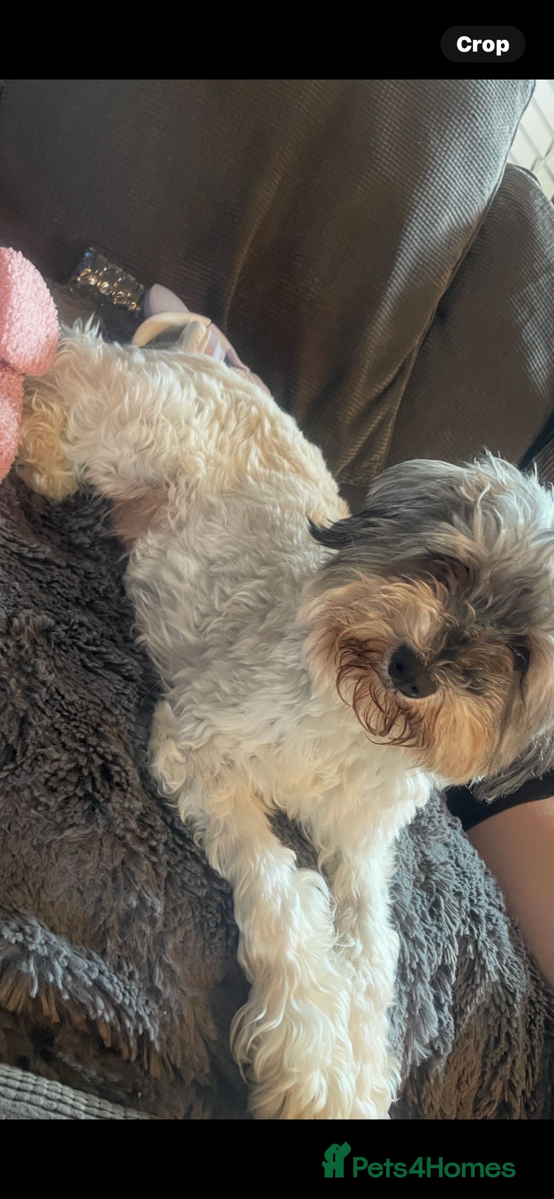 Schnoodle dogs for sale: LAst GIRL REDUCED READY NOW  - Image 11
