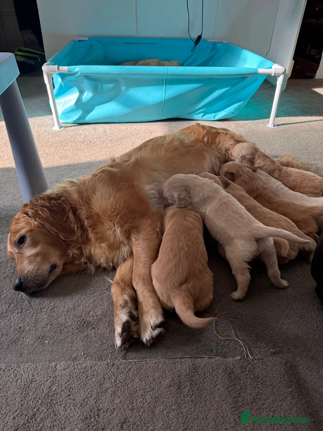 Golden Retriever dogs for sale: Golden Retriever Puppies  - Advert 17
