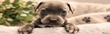 YELLOW COLLAR