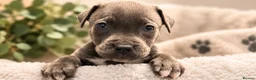 Mixed Breed dogs for sale: POCKET BULLY X CANE CORSO PUPS - Advert 6