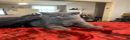 British Shorthair cats for sale:     “Beautiful British Shorthair Kittens” - Advert 10