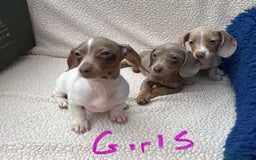 Miniature Dachshund dogs for sale: Fully vac RAINBOW MIX MINI DAXI KC REG PRA CLR - Image 12