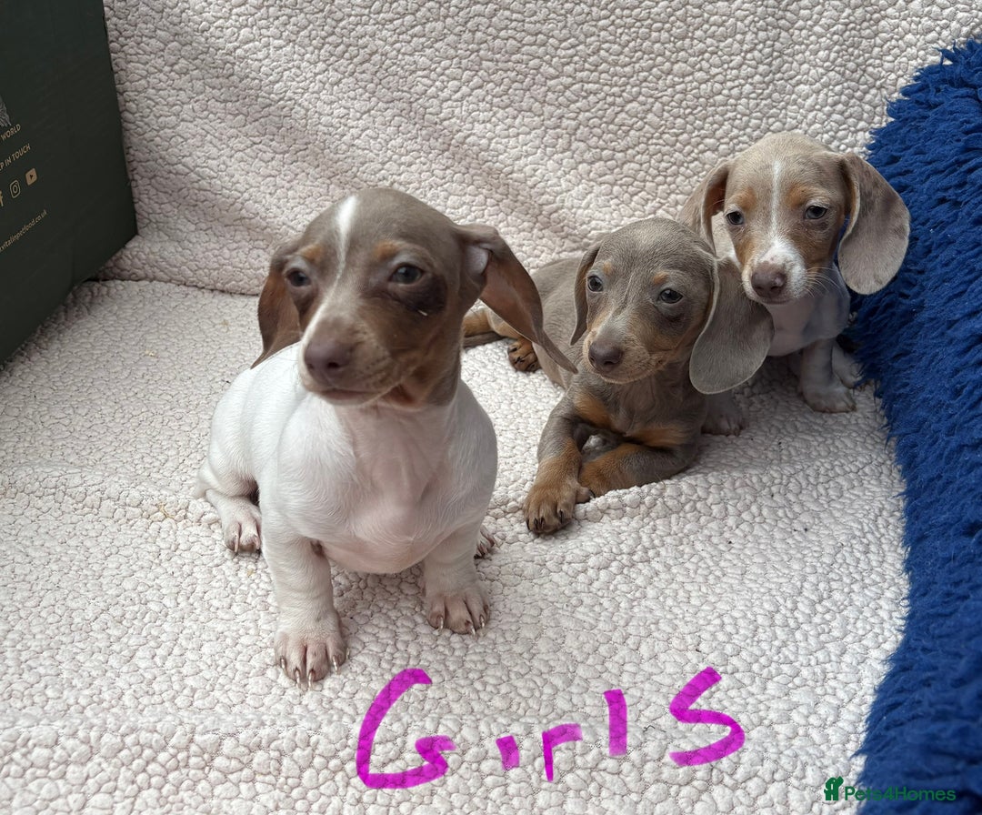Miniature Dachshund dogs for sale: Fully vac RAINBOW MIX MINI DAXI KC REG PRA CLR - Image 12