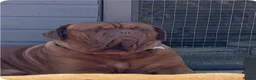 Dogue De Bordeaux dogs for sale: Bordeaux Babies - Advert 12