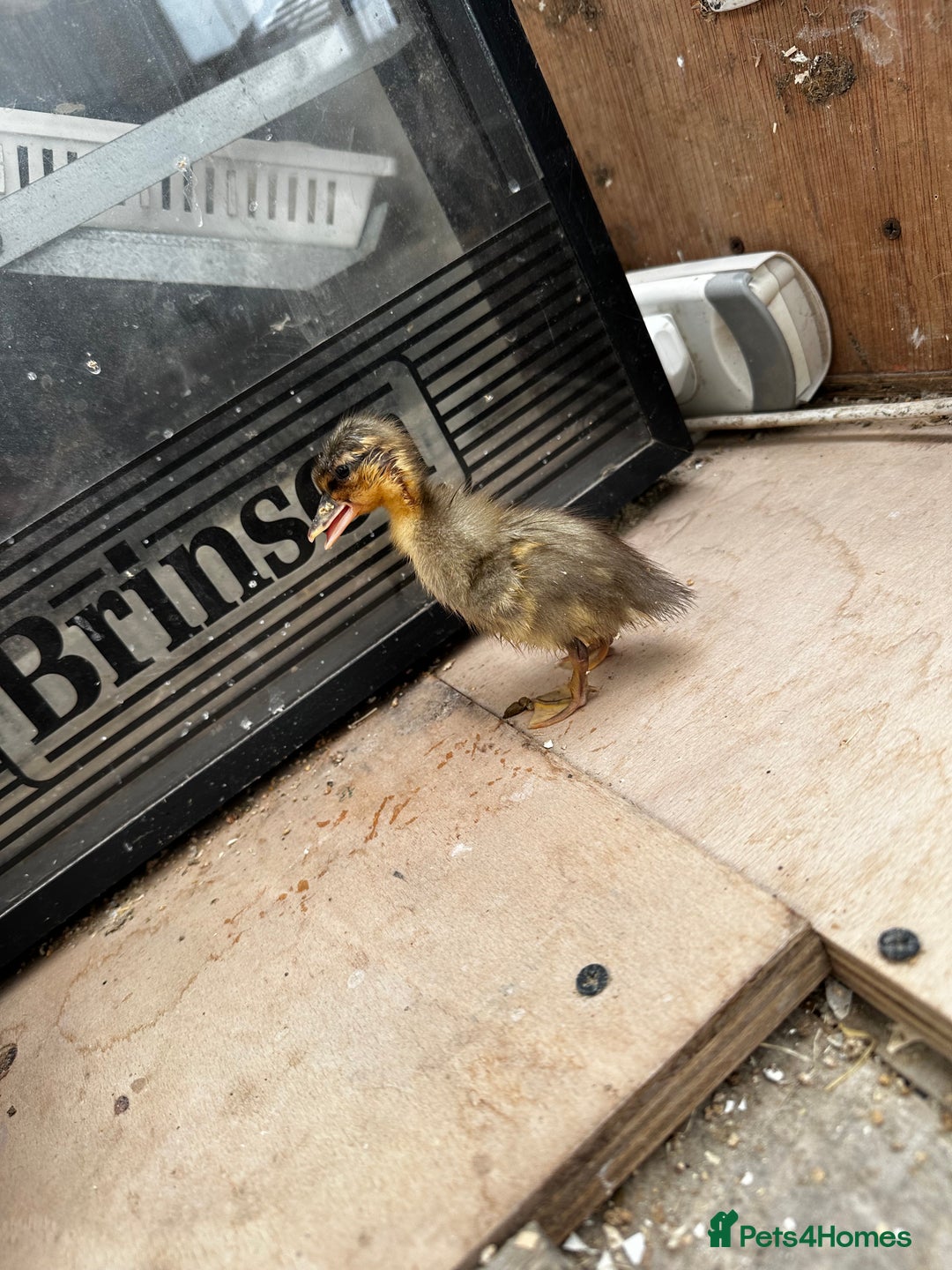Chickens poultry for sale: PURE BRED CHICKS & DUCKLINGS  - Image 10