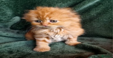 Scottish Fold cats - Advert 4